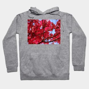 Pink Dogwood Hoodie